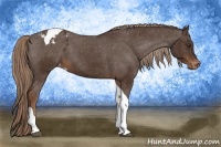 Horse Color:Liver Chestnut Tobiano Appaloosa