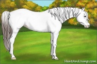 Horse Color:Bay Dun Appaloosa 