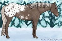 Horse Color:Silver Blue Roan Appaloosa