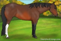 Horse Color:Bay 
