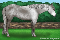 Horse Color:Gray Chestnut