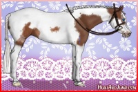 Horse Color:Silver Brown Splash Tobiano Frame Rabicano