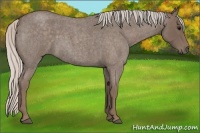 Horse Color:Silver Blue Roan