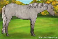 Horse Color:Silver Blue Roan