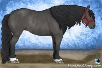 Horse Color:Black Rabicano 
