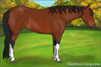 Horse Color:Gray Bay 