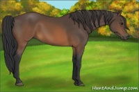 Horse Color:Brown 