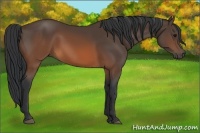 Horse Color:Brown 