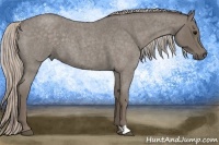 Horse Color:Silver Blue Roan 