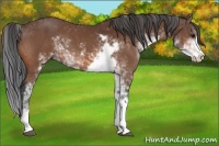 Horse Color:Bay Sabino 