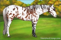 Horse Color:Brown Appaloosa  and Brown Appaloosa