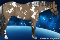 Horse Color:White Spotted Liver Red Dun 