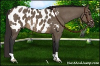 Horse Color:Brown Roan Dun Appaloosa 