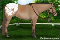 Horse Color:Buckskin Snowcap Rabicano 