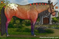 Horse Color:Brown Appaloosa  and Brown Appaloosa Rabicano 