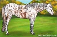 Horse Color:Brown Appaloosa and Buckskin Appaloosa