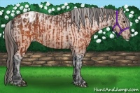 Horse Color:Brown Appaloosa and Brown Appaloosa