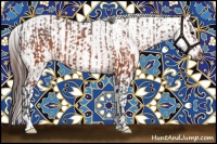 Horse Color:Brown Appaloosa and Brown Splash Appaloosa