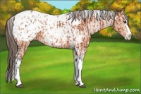 Horse Color:Bay Splash Tobiano Appaloosa and Bay Splash Tobiano Appaloosa