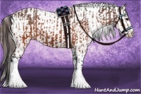 Horse Color:Brown Appaloosa  and Bay Appaloosa