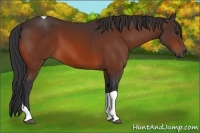 Horse Color:Bay Tobiano 