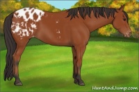 Horse Color:Bay Appaloosa 