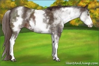 Horse Color:White Spotted Liver Chestnut 