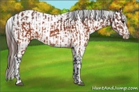 Horse Color:Brown Appaloosa  and Brown Appaloosa 