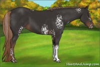 Horse Color:White Spotted Liver Chestnut Rabicano 