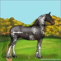 Horse Color:White Spotted Liver Chestnut 