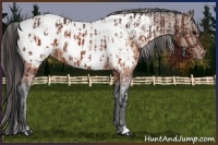 Horse Color:Brown Appaloosa  and Brown Appaloosa 