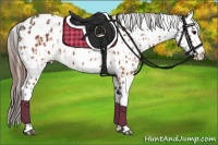 Horse Color:Brown Appaloosa  and Brown Dun Appaloosa 