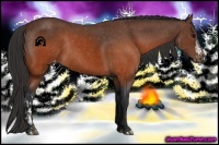 Horse Color:Brown Appaloosa  and Brown Appaloosa Rabicano 