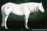 Horse Color:White Spotted Brown Dun