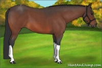 Horse Color:Bay Roan Tobiano 