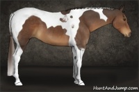 Horse Color:Liver Chestnut Tobiano 