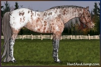 Horse Color:Brown Appaloosa  and Brown Appaloosa 
