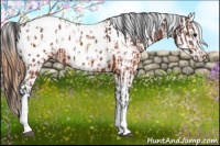 Horse Color:Brown Appaloosa  and Buckskin Appaloosa 