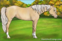 Horse Color:Silver Amber Cream Champagne 