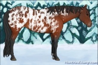Horse Color:Brown Appaloosa  and Brown Appaloosa 