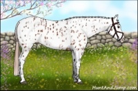 Horse Color:Brown Appaloosa  and Sable Champagne Appaloosa 