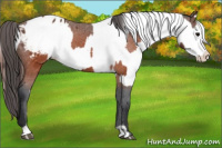 Horse Color:Brown Appaloosa  and Gray Brown Appaloosa 