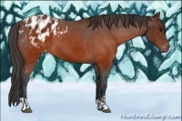 Horse Color:Brown Appaloosa  and Brown Appaloosa 
