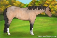 Horse Color:Buckskin Roan 
