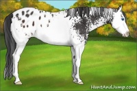 Horse Color:White Spotted Brown Splash Appaloosa 