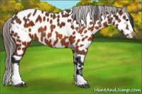 Horse Color:Brown Appaloosa and Brown Splash Appaloosa