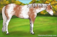 Horse Color:White Spotted Silver Bay 