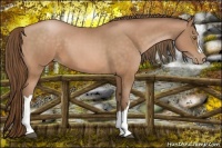 Horse Color:Bay Pearl 