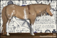 Horse Color:White Spotted Liver Red Dun 