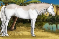 Horse Color:Silver Smoky Black Pearl Splash